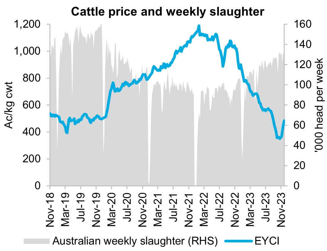 Overview: A graph showing the Eastern Young Cattle Indicator (EYCI) price and weekly slaughter over the past five years starting from November 2019 to November 2023. Cattle prices fell substantially for most of 2023 while slaughter trended higher. Prices started to recover in November.

Presentation: The graph represents both the Australian weekly slaughter number as '000 heads per week and the EYCI as Ac/Kg cwt?? from November 2019 to November 2023. The value of Australian weekly slaughter rates are presented using vertical lines, with height indicating the number of heads per week. A horizontal line charting the EYCI price movements is displayed on top of the vertical lines over the five year period.