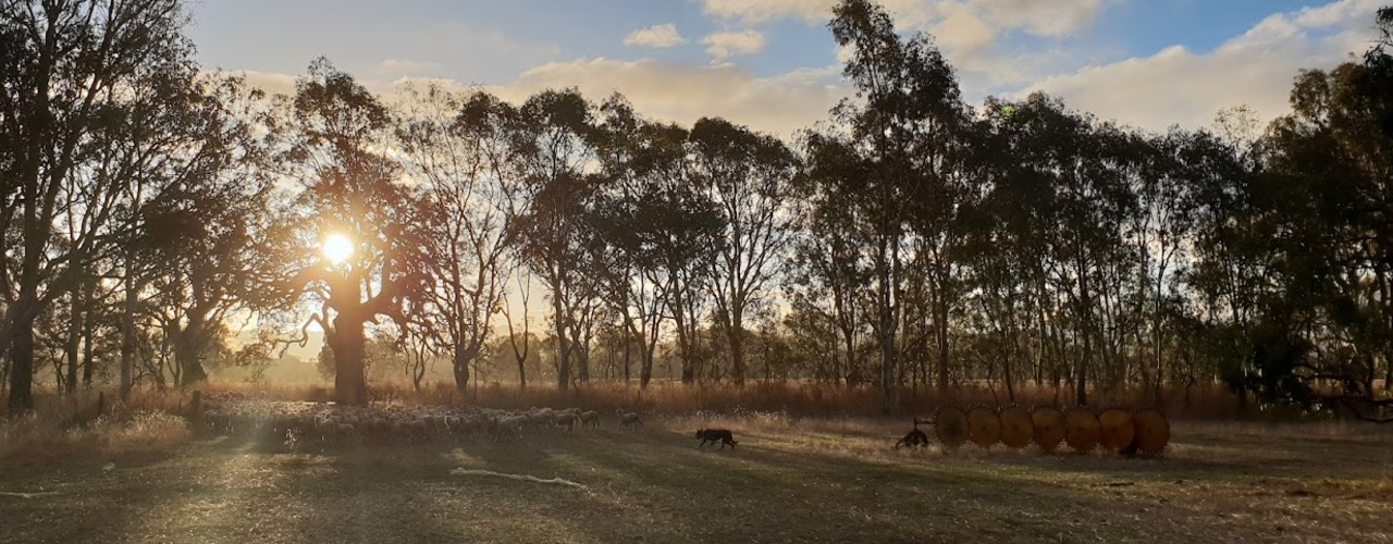 The sun rising over a flock of sheep.