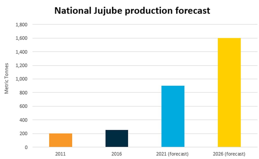 Chart showing national Jujube production forecast per metric tonnes. Jujbe production is expected to increase substantially from 200 tonnes in 2011 to potenitally 1,600 tonees in 2026. 