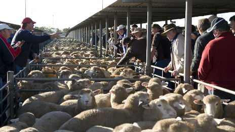 Penned sheep being sold to farmers.