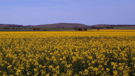 Paddock of yellow flowers of a canola crop.