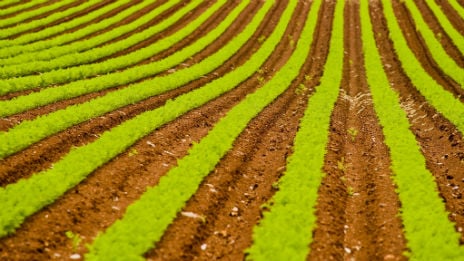 Rows of crops growing.