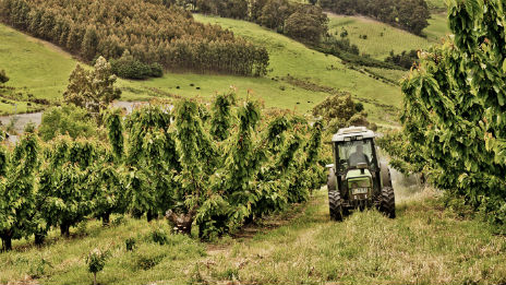 Tractor driving between fruit trees.