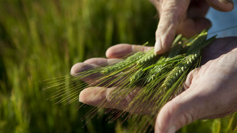 Hand holding a green ear of wheat.