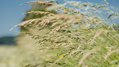 Close up of wheat growing in paddock.