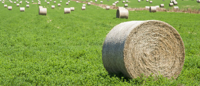 Large round hay bale in paddock.