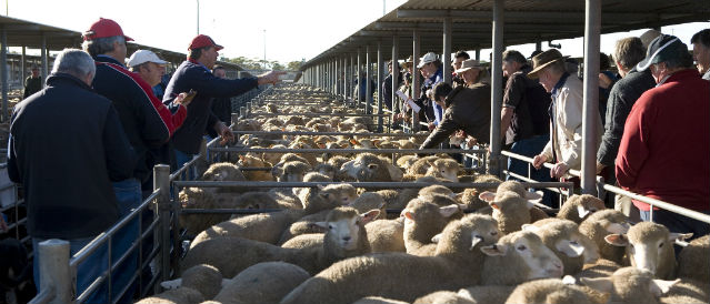Penned sheep being sold to farmers.