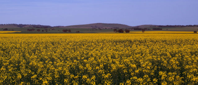 Paddock of yellow flowers of a canola crop.