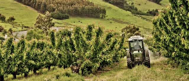 Tractor driving between fruit trees.