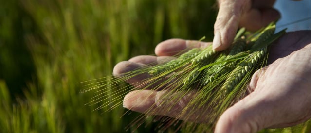 Hand holding a green ear of wheat.