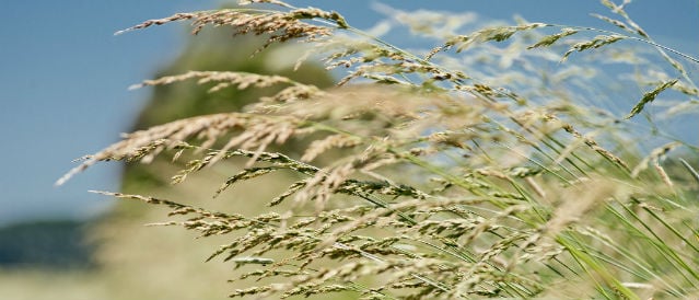 Close up of wheat growing in paddock.