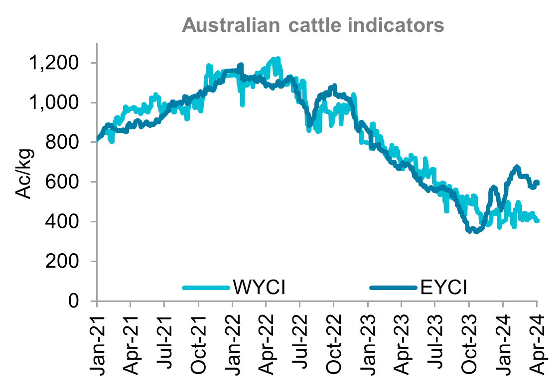 A graph showing young cattle indicators for western and eastern Australia from January 2021 through to early April 2024. Australian cattle prices trended lower throughout the last month.