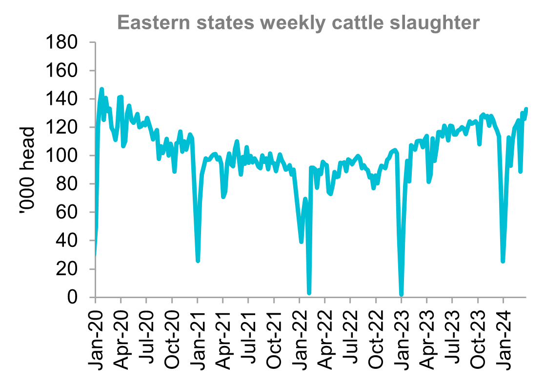 A graph showing the eastern states weekly cattle slaughter rates from January 2021 through to late March 2024. Australian cattle slaughter has increased month-on-month and sits comfortably higher than the beginning of 2023. 