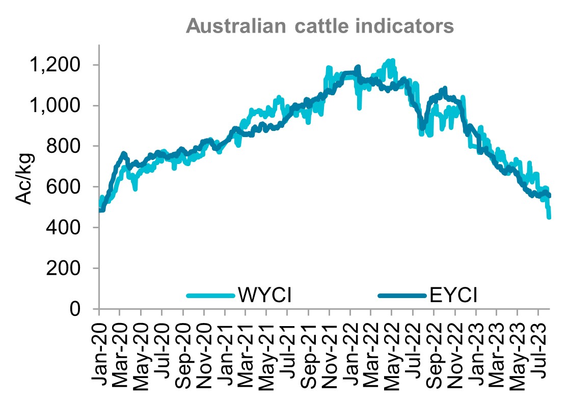 A graph showing young cattle indicators for western and eastern Australia from January 2020 through to August 2023. Australian cattle prices remained relatively stable throughout the last month.