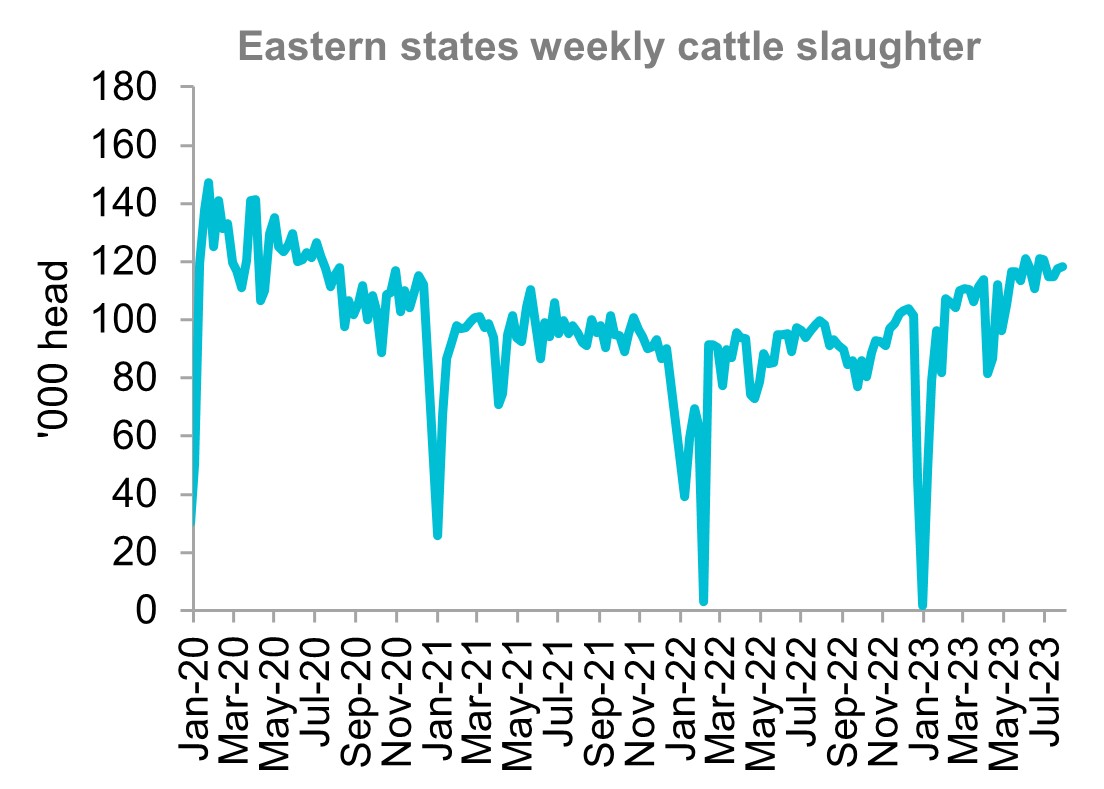 A graph showing the eastern states weekly cattle slaughter rates from January 2020 through to July 2023. Australia’s cattle slaughter has stabilised in the last two months.
