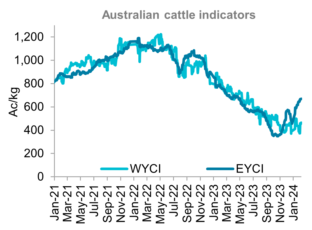 A graph showing young cattle indicators for western and eastern Australia from January 2021 through to January 2024. Australian cattle prices trended higher throughout the last month.