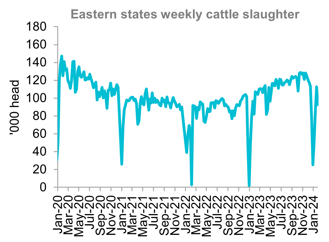 A graph showing the eastern states weekly cattle slaughter rates from January 2021 through to January 2024. Australian cattle slaughter has decreased month-on-month but sits comfortably higher than the beginning of 2023. 