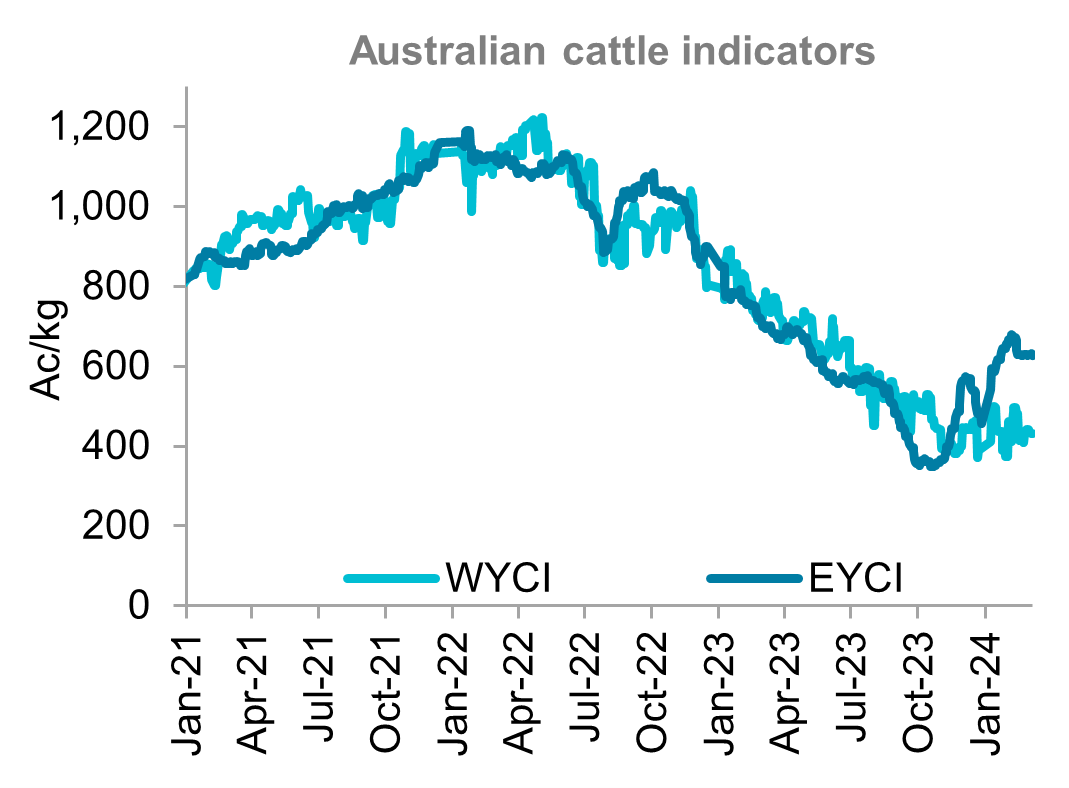 A graph showing young cattle indicators for western and eastern Australia from January 2021 through to early March 2024. Australian cattle prices trended lower throughout the last month.