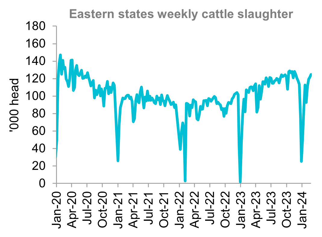 A graph showing the eastern states weekly cattle slaughter rates from January 2021 through to February 2024. Australian cattle slaughter has increased month-on-month and sits comfortably higher than the beginning of 2023. 