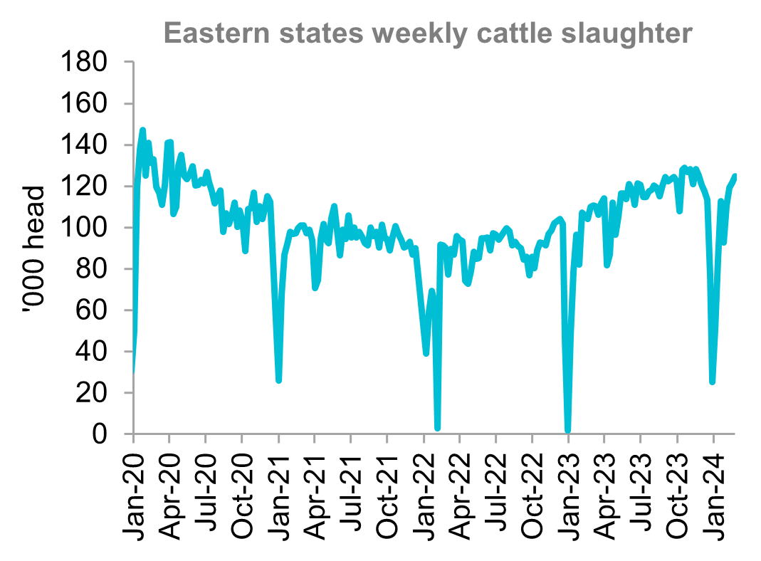 A graph showing the eastern states weekly cattle slaughter rates from January 2021 through to February 2024. Australian cattle slaughter has increased month-on-month and sits comfortably higher than the beginning of 2023.