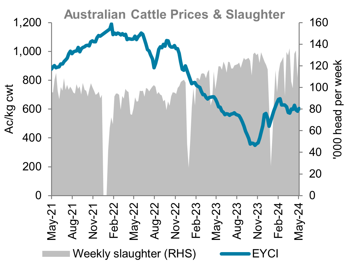 A graph showing the eastern young cattle indicator and Australian weekly slaughter from May 2021 to early May 2024. Slaughter rates have lifted while prices have remained relatively steady in the past month.