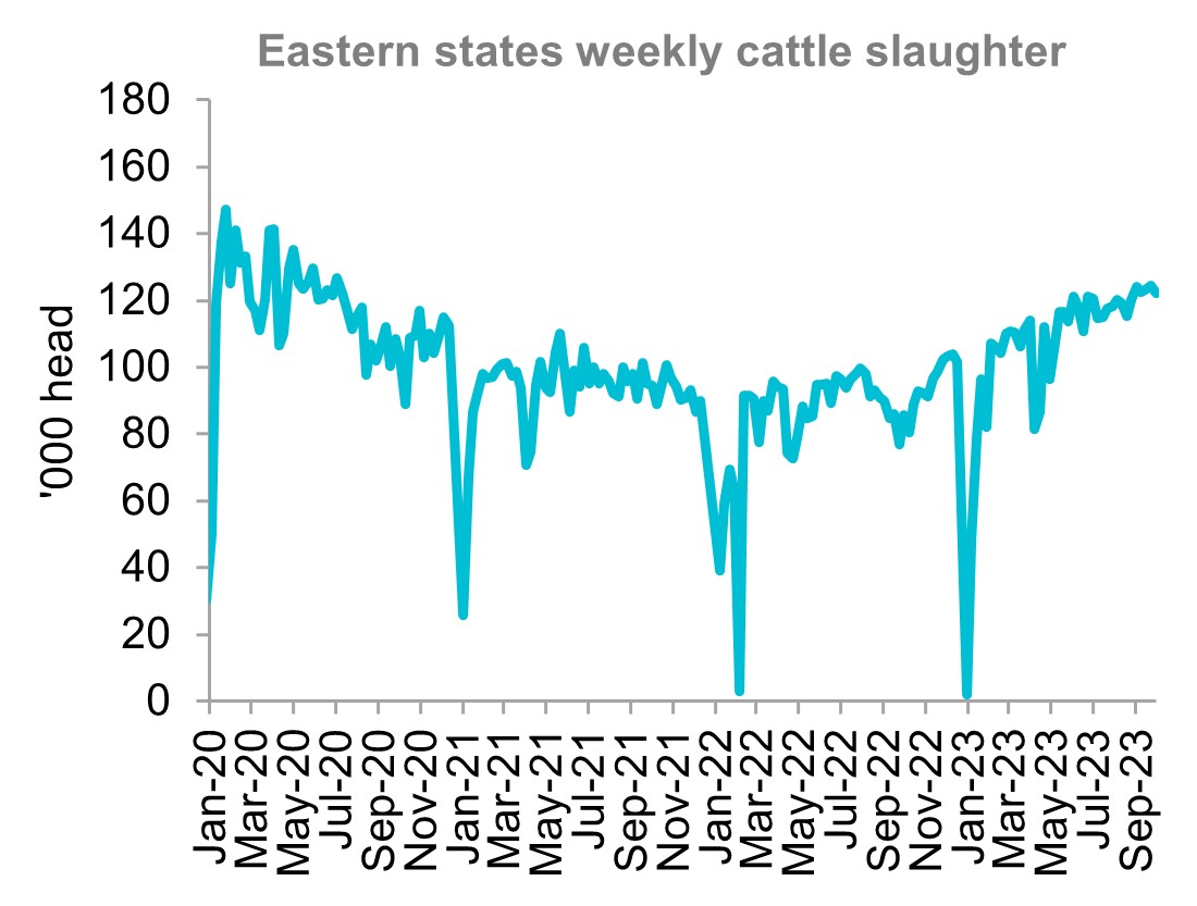 A graph showing the eastern states weekly cattle slaughter rates from January 2020 through to October 2023. Australian cattle slaughter has stabilised in the last two months.