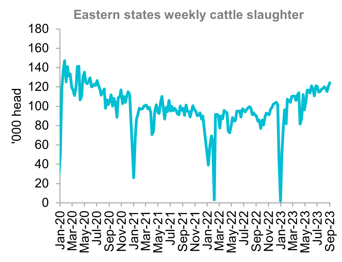 A graph showing the eastern states weekly cattle slaughter rates from January 2020 through to September 2023. Australian cattle slaughter has stabilised in the last two months.