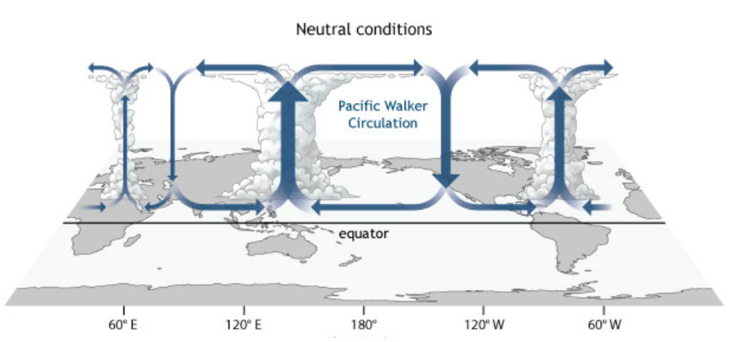 The image above shows a model of atmospheric circulation which affects Australian weather. On the left side of the main Pacific Walker circulation cell is a similar cell over the Indian Ocean. 