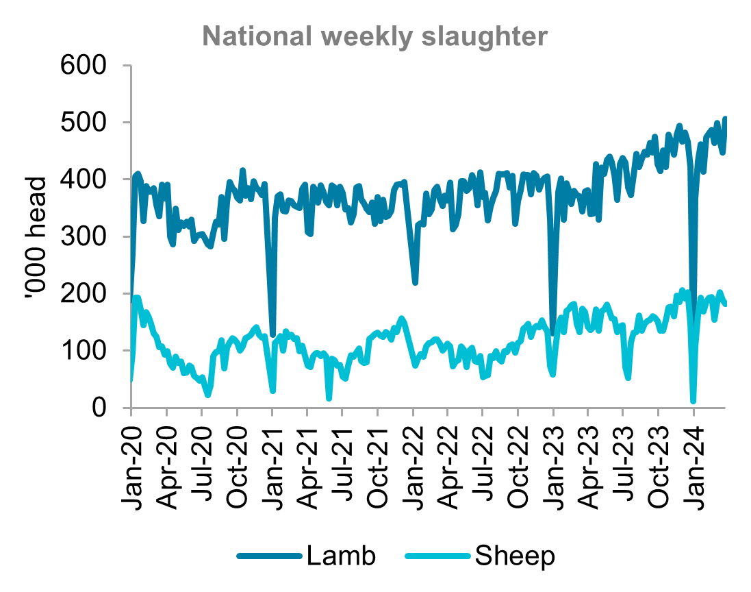A graph showing national weekly slaughter for lamb and sheep from January 2020 to March 2024. Lamb and sheep slaughter have both remained high into 2024. 