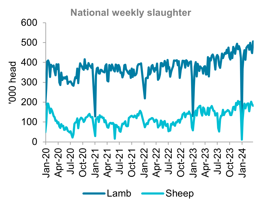 A graph showing national weekly slaughter for lamb and sheep from January 2020 to March 2024. Lamb and sheep slaughter have both remained high into 2024.