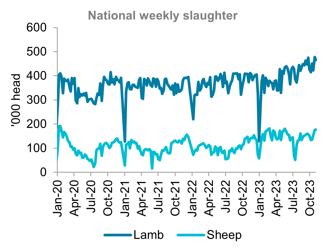 A graph showing national weekly slaughter for lamb and sheep from January 2020 to November 2023. Lamb and sheep slaughter both trended higher in November 2023.