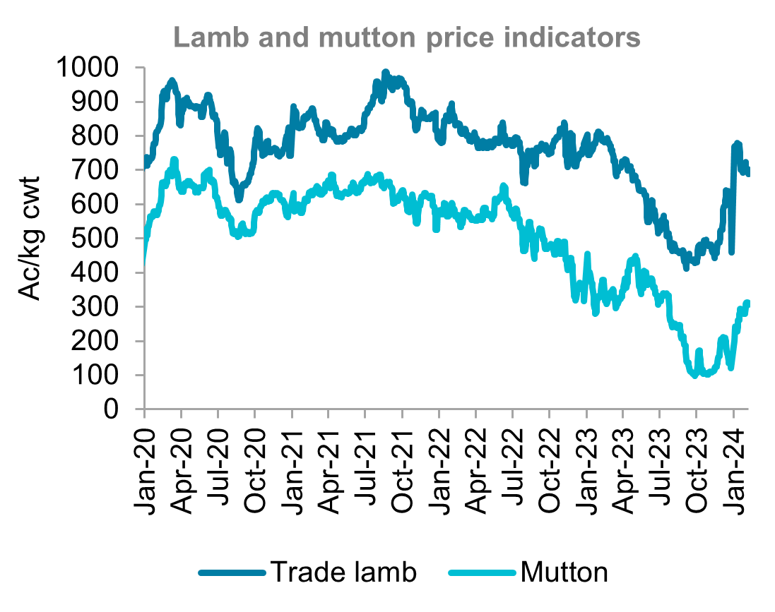 A graph showing Australian lamb and mutton price indicators from January 2020 to February 2024. Lamb and mutton prices have both softened over the past month. 