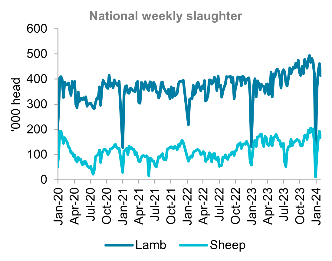 A graph showing national weekly slaughter for lamb and sheep from January 2020 to January 2024. Lamb and sheep slaughter have both remained high into 2024. 