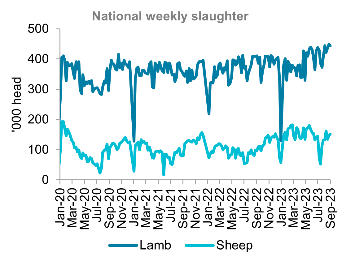 A graph showing national weekly slaughter for lamb and sheep from January 2020 to September 2023. Total slaughter increased in August.